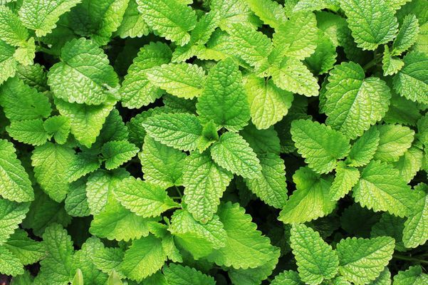 Repellent Peppermint seeds