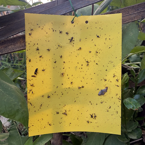 20*10cm Waterproof Fruit Fly Trap with Adhesive Double-sided Yellow Thrips Aphids Whitefly Sticker with 0.23 mm of Thickness 50pcs