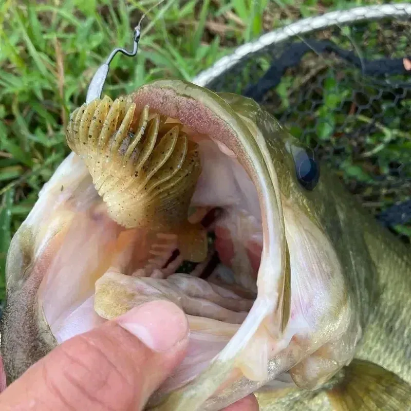 Bellows Gill Soft Lure Worm Fishing Lure