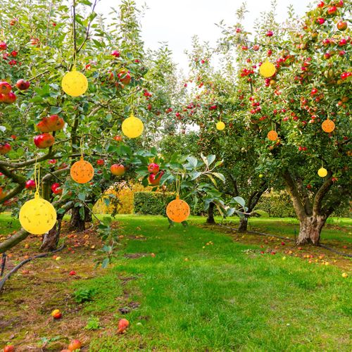 Original Fruit Fly Trap Ball with Light, 6pcs Hanging Fungus Gnat Killer Catcher, Adhesive Sticky Glue Catching Ball Fly Gnat Wasp Hornet Bugs Flying Insects Trap Ball for Indoor Outdoor Plant