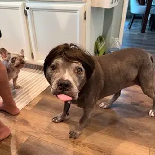 Pet wigs