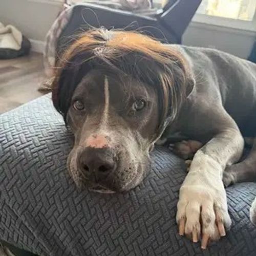 Pet wigs