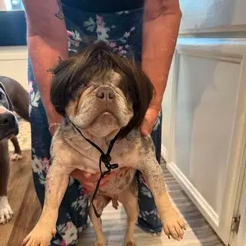 Pet wigs