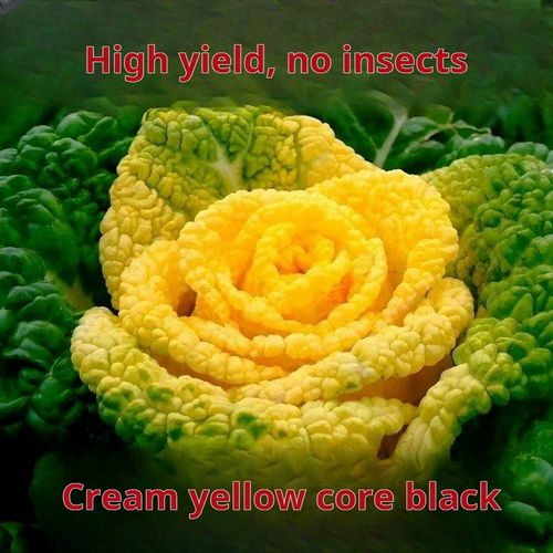 2350--3 Packaging Cream-colored heart-shaped spinach seeds