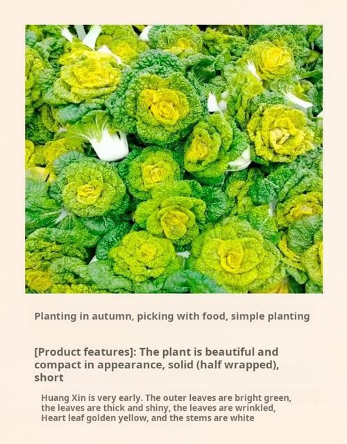 2350--3 Packaging Cream-colored heart-shaped spinach seeds