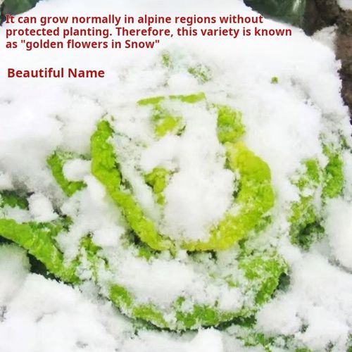 2350--3 Packaging Cream-colored heart-shaped spinach seeds