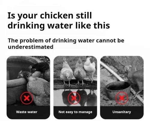 2222--12 Pieces Automatic poultry waterer