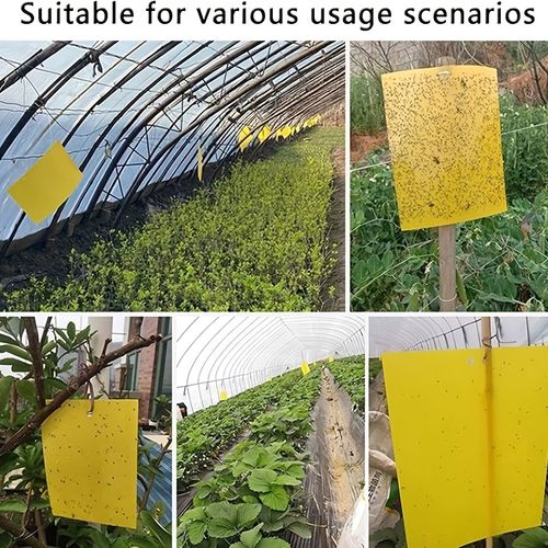 90 sticky insect traps, double-sided yellow sticky insect traps, agricultural thrips traps, garden insect traps