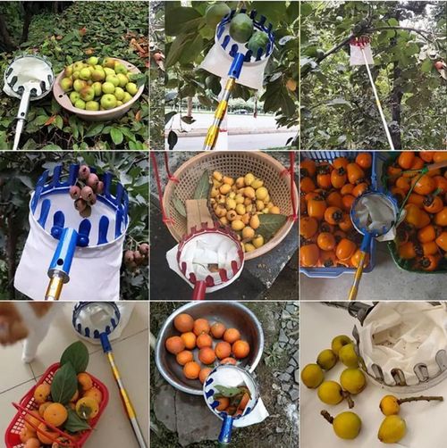 BURMONG 13.8 FT Telescoping Fruit Picker Pole with Soft Basket, Long Reach Tree Fruit Harvester Tool for Apple, Mango, Orange & More, Extendable Fruit Picking Tool for Garden Orchard