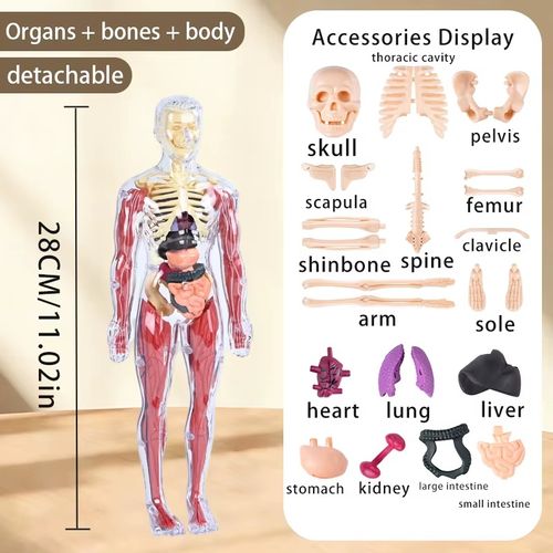 人体模型 Human Torso Body Anatomy Model - 027