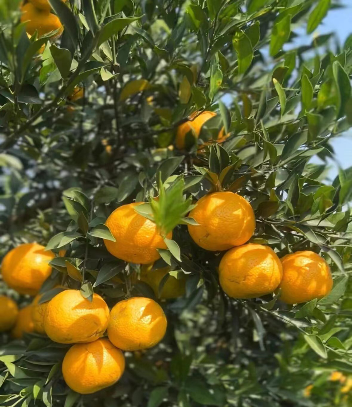 Concerned about health, which groups of people suitable for XinHui tangerine peel?