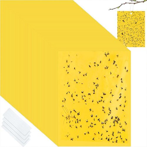 Insect Traps
