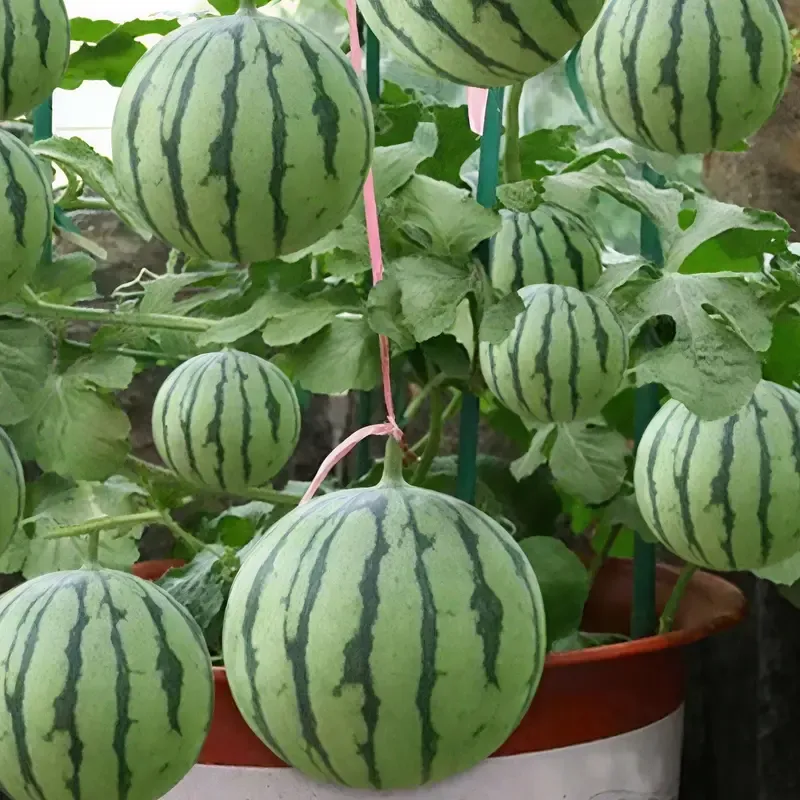 50PCS Extra Sweet Mini Seedless Watermelon Seeds – Thin-Skinned, Fast-Growing & Perfect for Small Spaces & Gardens