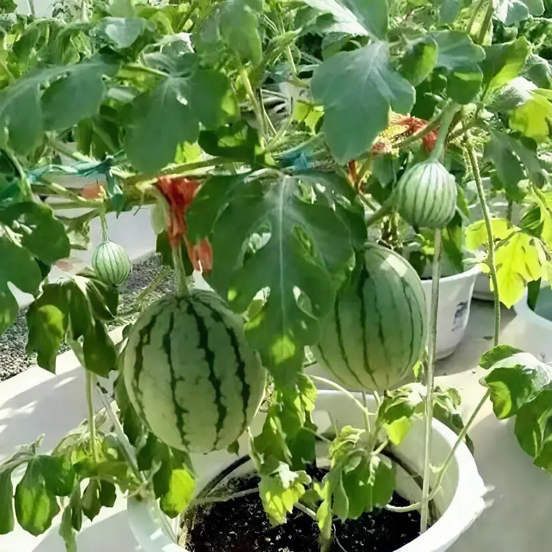 50PCS Extra Sweet Mini Seedless Watermelon Seeds – Thin-Skinned, Fast-Growing & Perfect for Small Spaces & Gardens