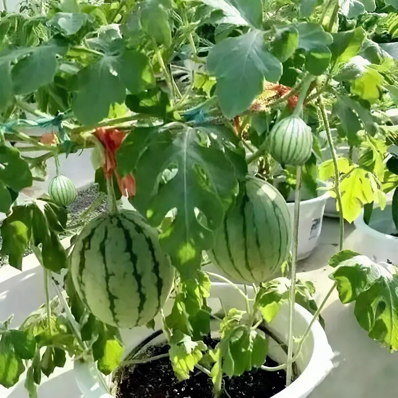 50PCS Extra Sweet Mini Seedless Watermelon Seeds – Thin-Skinned, Fast-Growing & Perfect for Small Spaces & Gardens