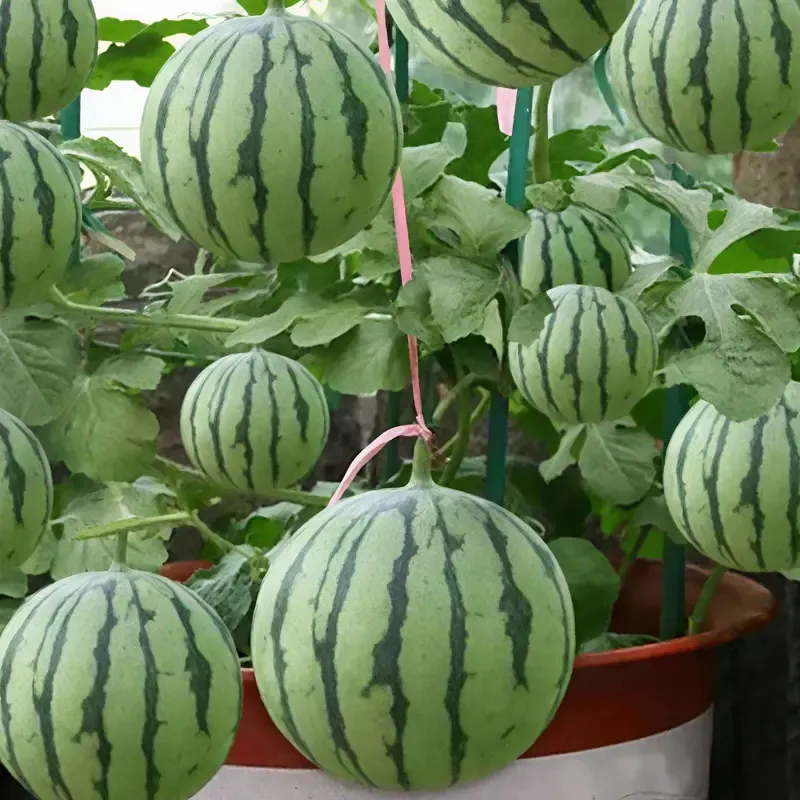 50PCS Extra Sweet Mini Seedless Watermelon Seeds – Thin-Skinned, Fast-Growing & Perfect for Small Spaces & Gardens