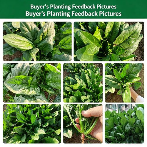 Farm-Grown Large-Leaf Spinach Seeds — Fast-Growing, Cold- and Heat-Tolerant for Spring, Autumn, and Winter — All-Season Red-Root Spinach Seeds for Pot Cultivation (Vegetable Seeds)