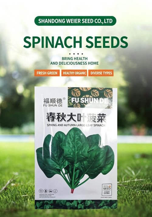 Farm-Grown Large-Leaf Spinach Seeds — Fast-Growing, Cold- and Heat-Tolerant for Spring, Autumn, and Winter — All-Season Red-Root Spinach Seeds for Pot Cultivation (Vegetable Seeds)
