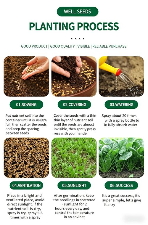 Farm-Grown Large-Leaf Spinach Seeds — Fast-Growing, Cold- and Heat-Tolerant for Spring, Autumn, and Winter — All-Season Red-Root Spinach Seeds for Pot Cultivation (Vegetable Seeds)