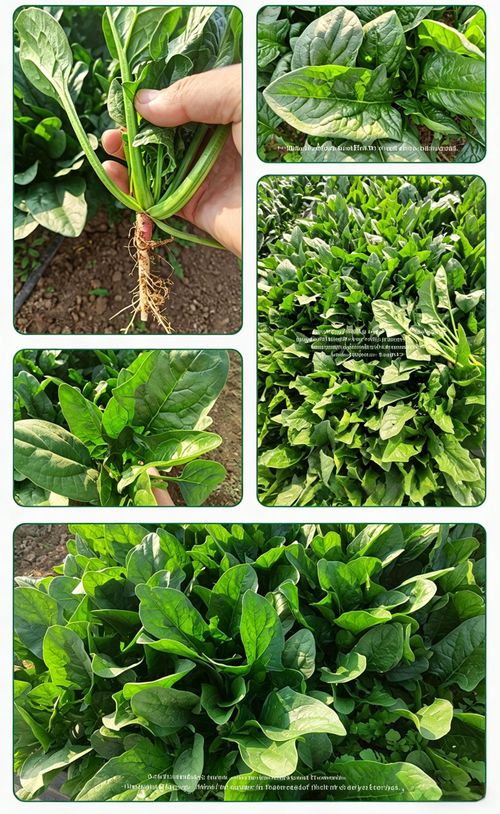 Farm-Grown Large-Leaf Spinach Seeds — Fast-Growing, Cold- and Heat-Tolerant for Spring, Autumn, and Winter — All-Season Red-Root Spinach Seeds for Pot Cultivation (Vegetable Seeds)