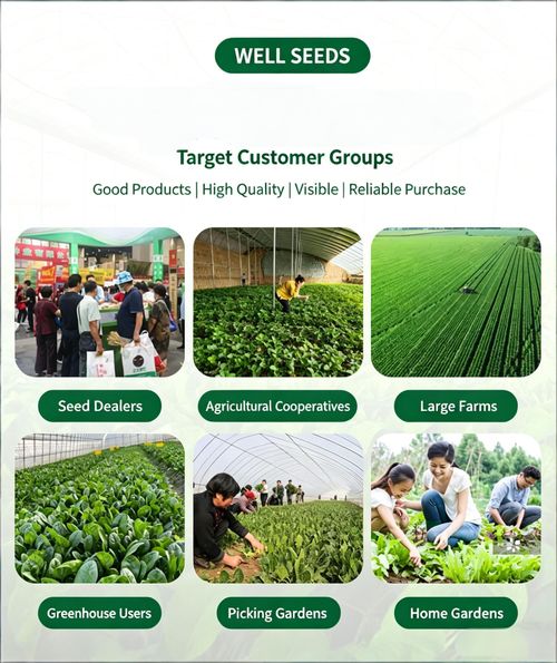Farm-Grown Large-Leaf Spinach Seeds — Fast-Growing, Cold- and Heat-Tolerant for Spring, Autumn, and Winter — All-Season Red-Root Spinach Seeds for Pot Cultivation (Vegetable Seeds)