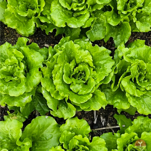 🌱🥬Italian Lettuce Seeds🥗Salad Option （2000 seeds）