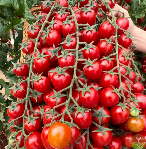 🌱🍅Waterfall Tomato Seeds（High Yield）（100 seeds）