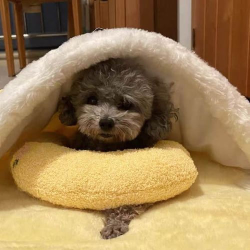 🐶🐱The Calming Pillow💐