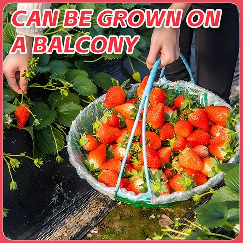 Four Seasons Strawberry Seeds 1028 Pcs High Yield Easy To Grow For Home Balcony Garden With Free Fertilizer