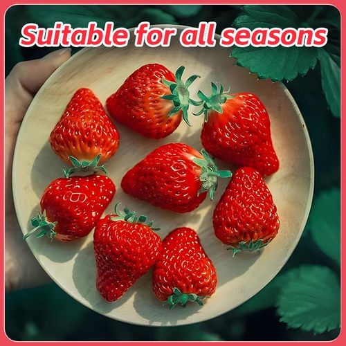 Four Seasons Strawberry Seeds 1028 Pcs High Yield Easy To Grow For Home Balcony Garden With Free Fertilizer
