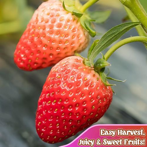 Four Seasons Strawberry Seeds 1028 Pcs High Yield Easy To Grow For Home Balcony Garden With Free Fertilizer
