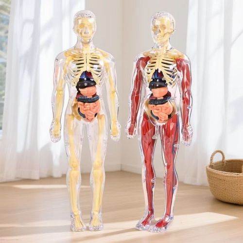 人体模型 Human Torso Body Anatomy Model - 027
