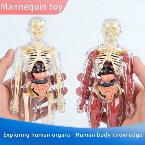 人体模型 Human Torso Body Anatomy Model - 027