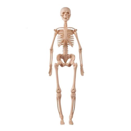 人体模型 Human Torso Body Anatomy Model - 027