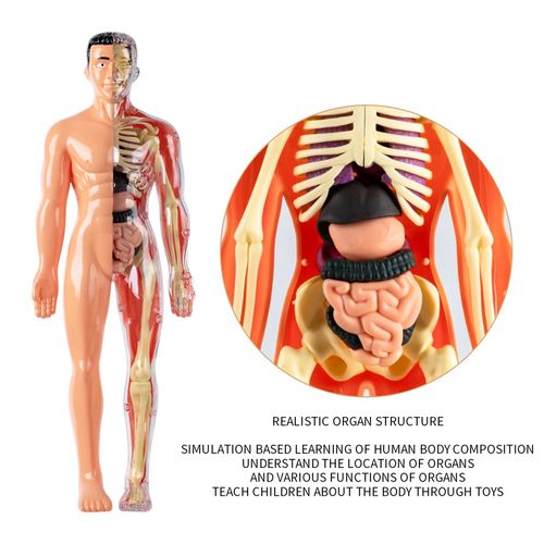 Human Torso Body Anatomy Model - 027