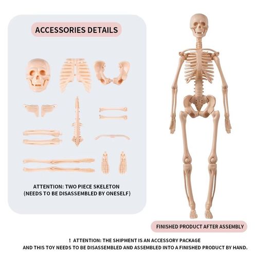 Human Torso Body Anatomy Model - 027