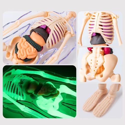 Human Torso Body Anatomy Model - 027