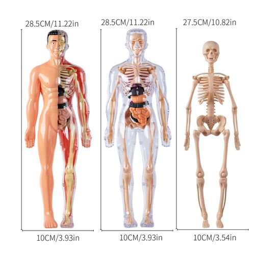 Human Torso Body Anatomy Model - 027