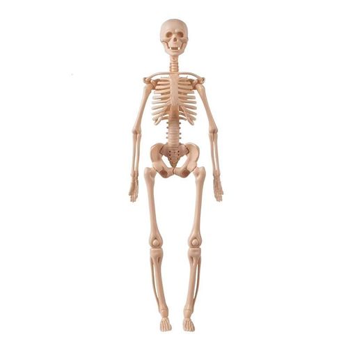 Human Torso Body Anatomy Model - 027
