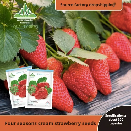 🍓Strawberry Seeds Seasonal Cream Strawberry Pot Plant Home Balcony Growing Hardy🍓