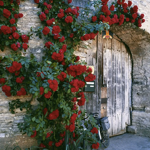 🔥HOT SALE - 🌺Climbing Rose Seeds