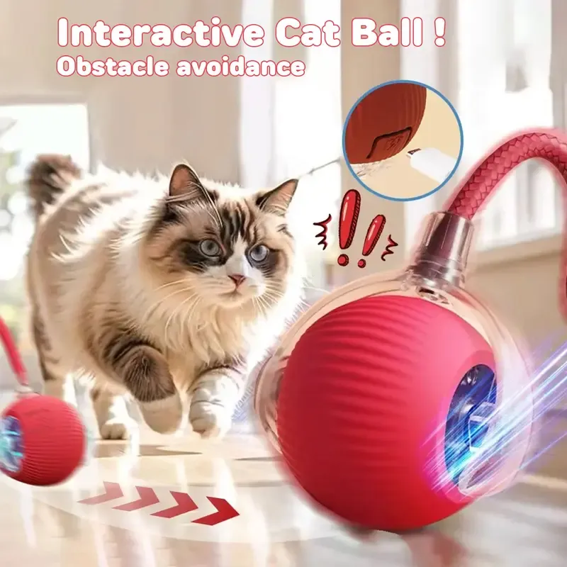 Cat&Small dog Toy