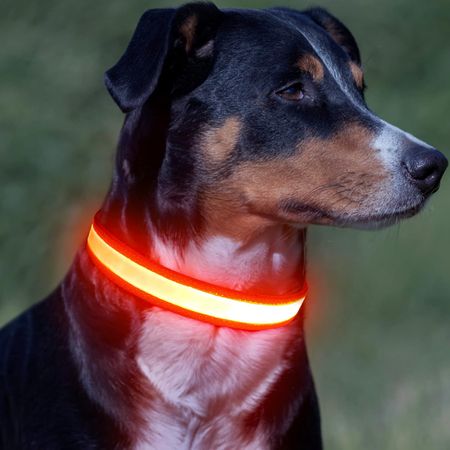Collier Lumineux BrightPup – Promenade Nocturne en Toute Sécurité