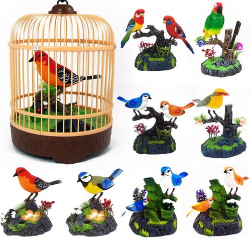 🐦Talking Parrots Birds
