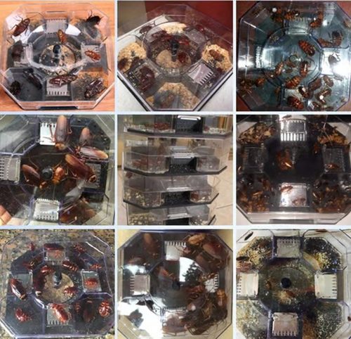 💎 Reusable Cockroach Catcher Trap🔥