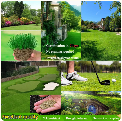 🌱 Evergreen dwarf grass seed for four seasons | Create your perfect lawn here