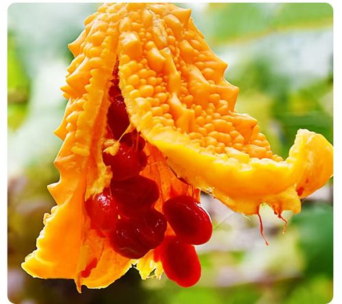 Bitter Melon Seeds