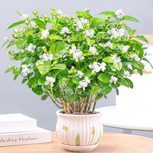 （White Jasmine）LAST DAY Promotion 49% OFF 🌸100 Pcs Jasmine Seeds