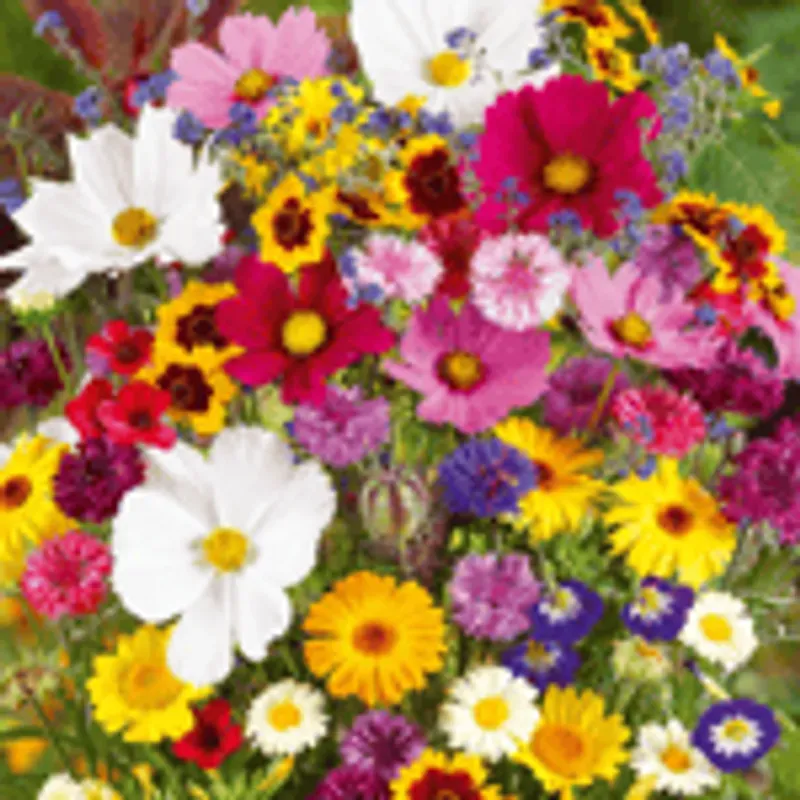🌺Suitable for Africa Soil and Climate🌱Mixed Perennial Flowers Seeds-Over 60kinds mixed