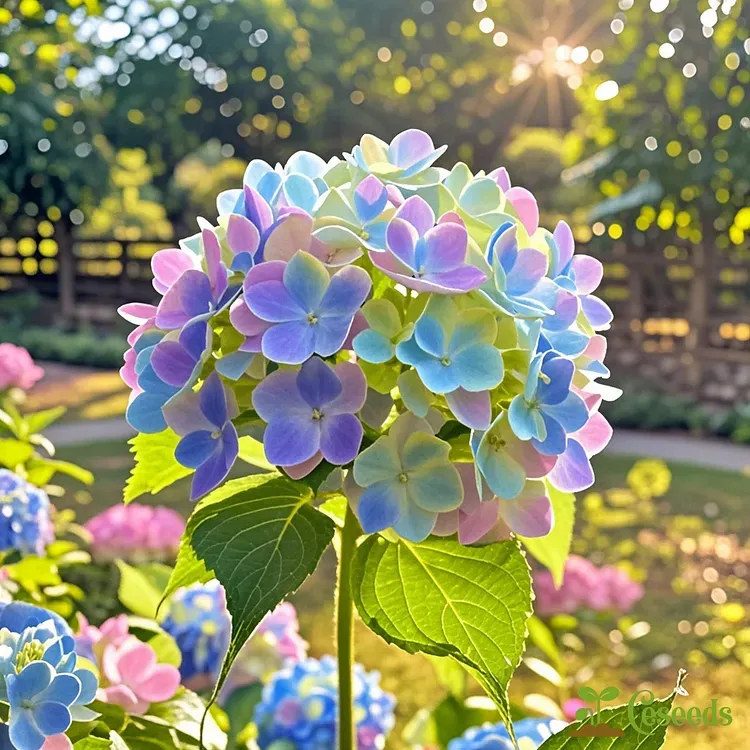 Dreamy Hydrangea Seeds – A Kaleidoscope of Colors for Your Garden